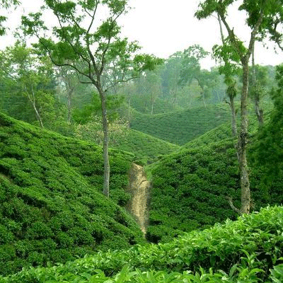 শ্রীমঙ্গল 