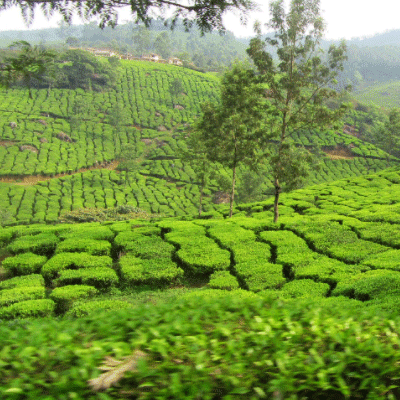 শ্রীমঙ্গল শ্রীমঙ্গল