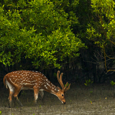 সুন্দরবন