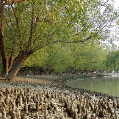 সুন্দরবন