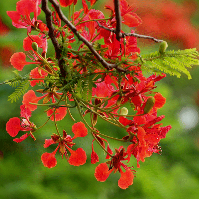 কৃষ্ণচূড়া