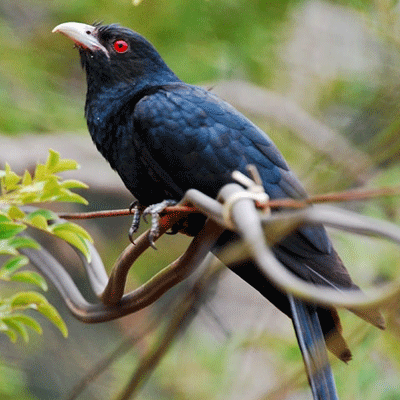 কোকিল