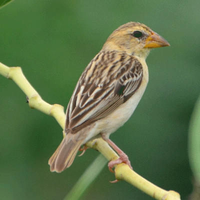 বাবুই