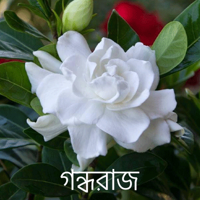 গন্ধরাজ গন্ধরাজ