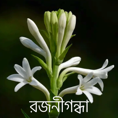 রজনীগন্ধা রজনীগন্ধা