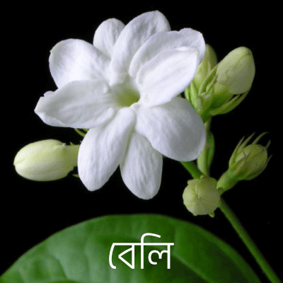 বেলি বেলি