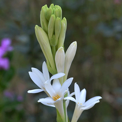 রজনীগন্ধা