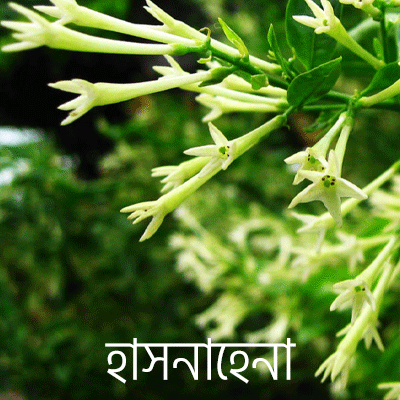 হাসনাহেনা হাসনাহেনা