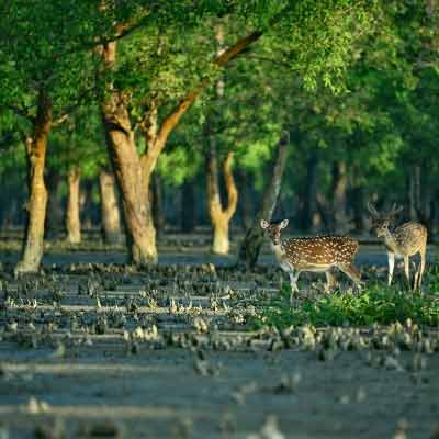 সুন্দরবন