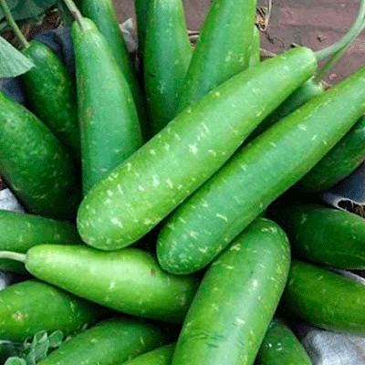 লাউ লাউ