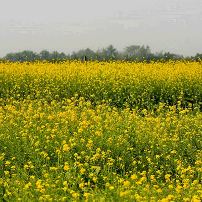 সরিষার ক্ষেত