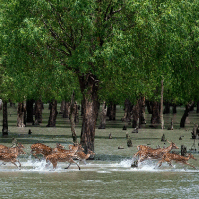 সুন্দরবন