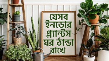 গরমে ঘর ঠান্ডা রাখবে যেসব ইনডোর প্ল‍্যান্ট