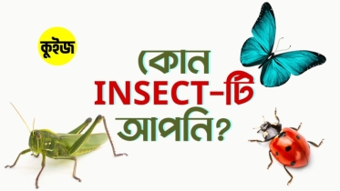 Quiz: লিভিং স্পেস ডিজাইন করুন আর আমরা বলে দেবো আপনি কোন Insect