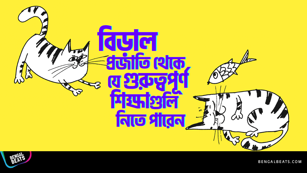 বিড়াল প্রজাতি থেকে যে ৭টি গুরুত্বপূর্ণ বিষয় শিখতে পারেন