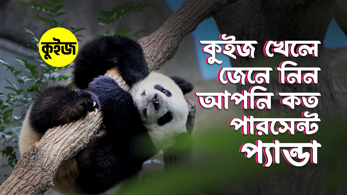 Quiz: কুইজ খেলে জেনে নিন আপনি কত পারসেন্ট প্যান্ডা