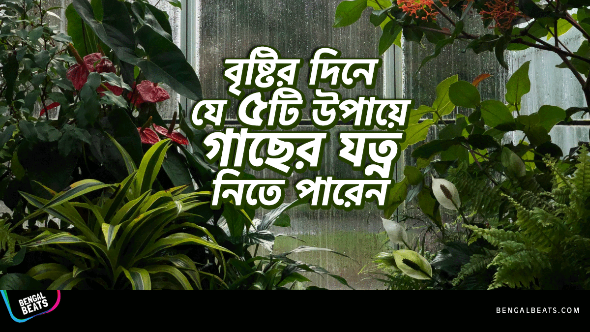 বৃষ্টির দিনে যে ৫টি উপায়ে গাছের যত্ন নিতে পারেন